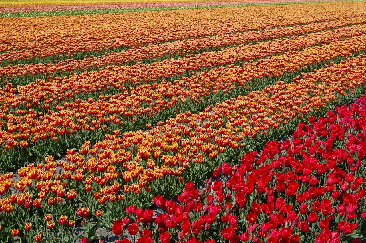 Tulip Garden